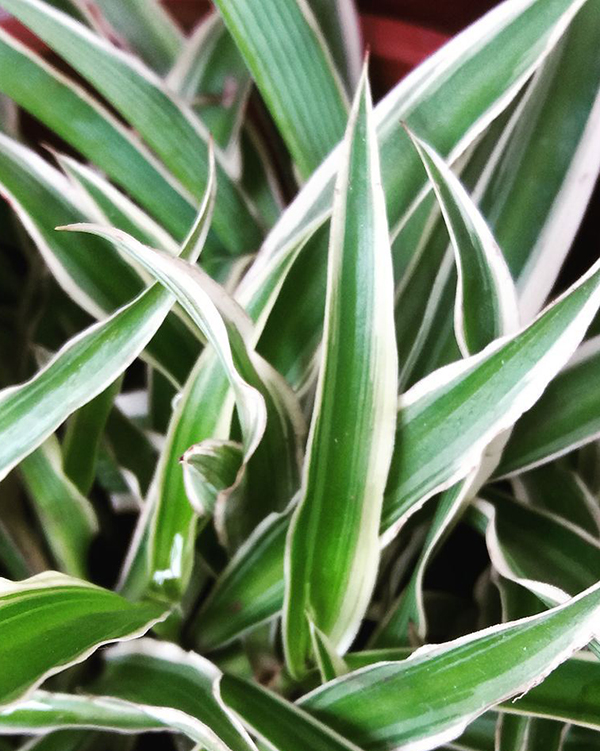 怎样才能使吊兰不黄叶和不烂根,吊兰黄叶烂叶养殖小妙招