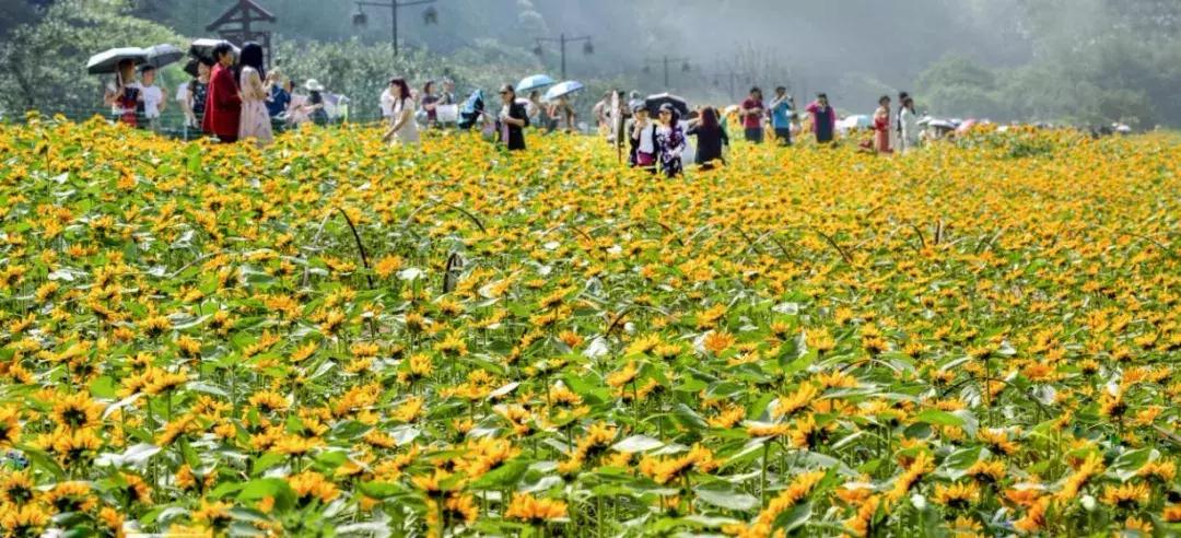 乐山市生态文明,庆祝新中国成立70周年特辑宣讲