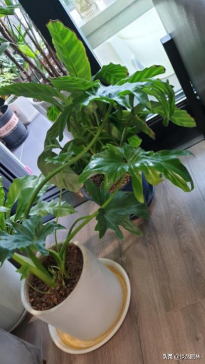 武汉养花技术哪里培训,北京养花小技巧