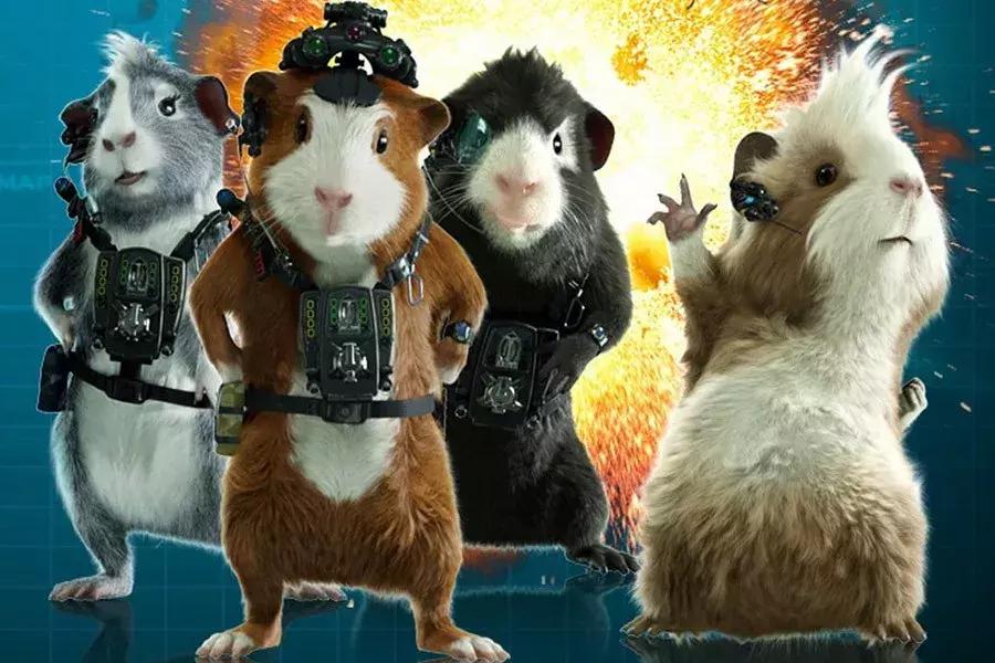 你了解豚鼠吗,豚鼠最大的缺点是什么