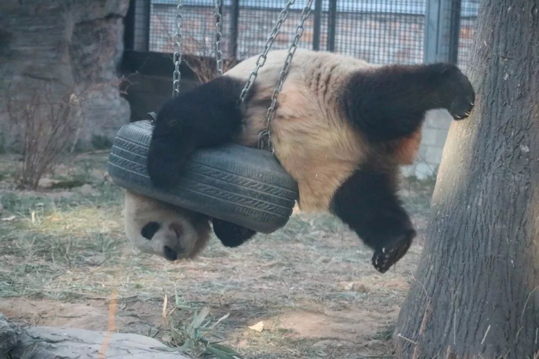熊猫被绳子吊七个小时没人发现,熊猫被卡轮胎
