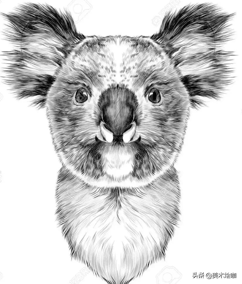 动物素描临摹装饰画,动物素描应该用哪些笔