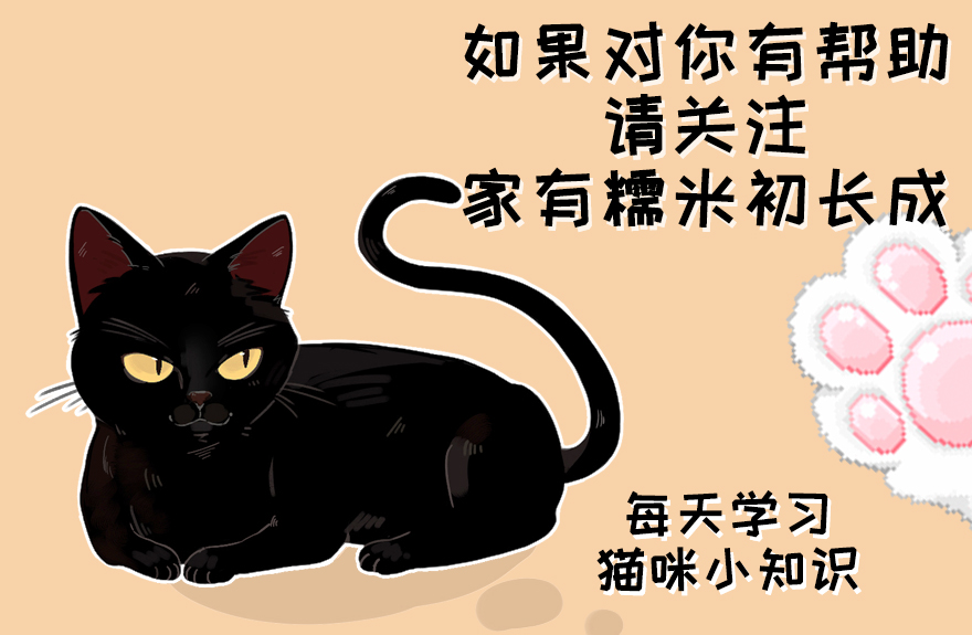 猫咪视力冷知识,为什么猫咪眼睛看起来不清澈