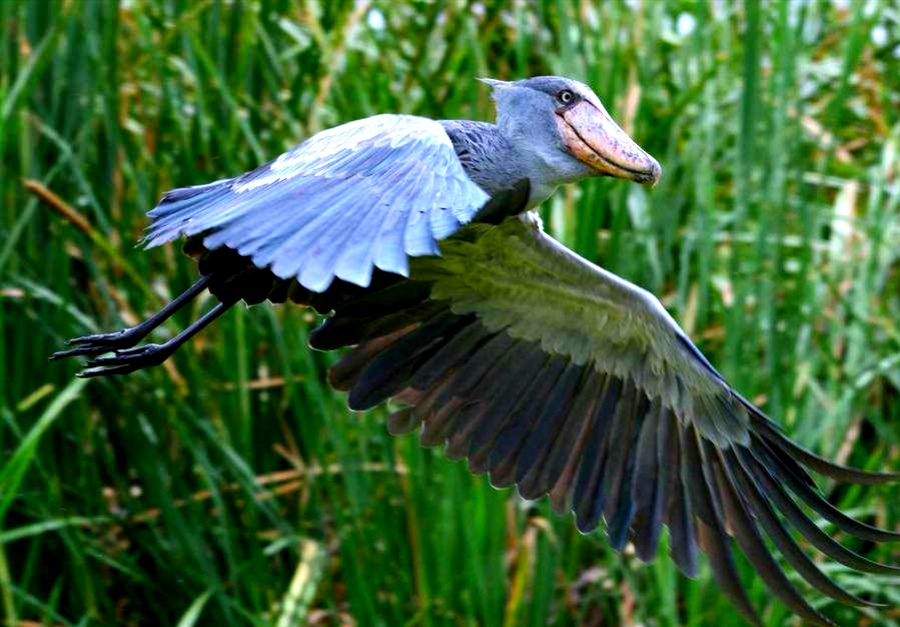 别小看又呆又傻的鲸头鹳，其实连鳄鱼都害怕这种蠢萌可爱的家伙