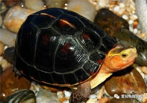 黄缘龟该如何造景,黄缘龟造景用河沙