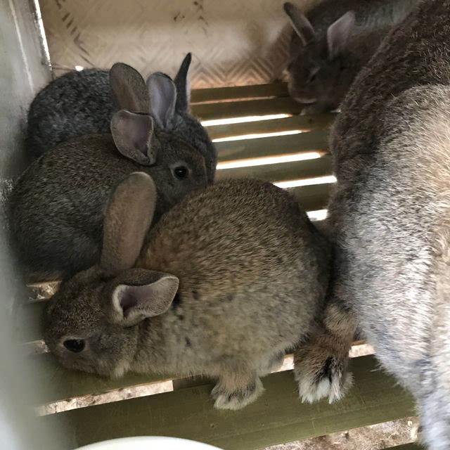 母兔配对的技巧,公兔和母兔配种技术