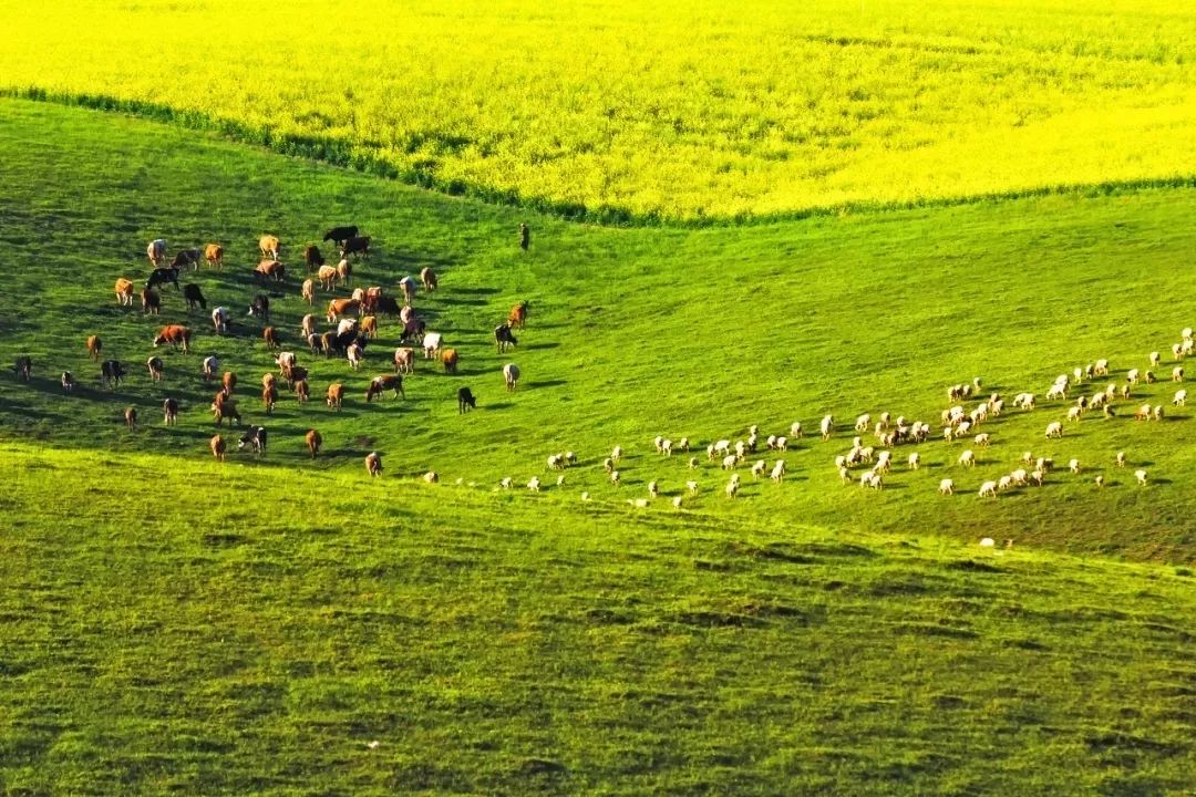 在最美的季节去了呼伦贝尔,一次浪漫的旅行呼伦贝尔