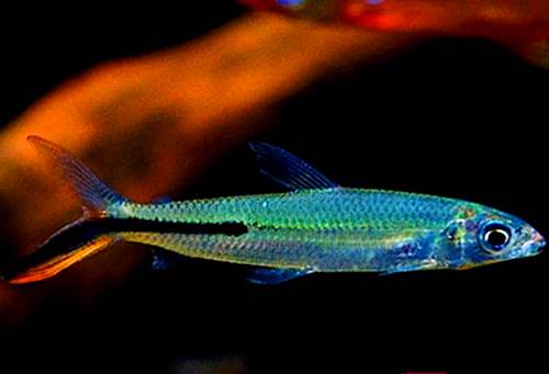 灯鱼草缸造景教程,草缸造景养什么鱼