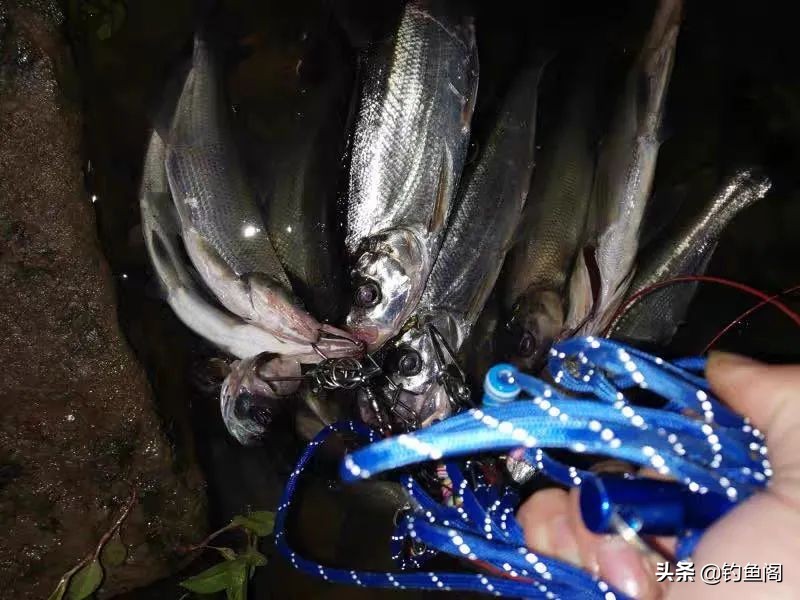 泥鳅钓鱼真的可以钓很多吗,泥鳅钓鱼真的好钓吗