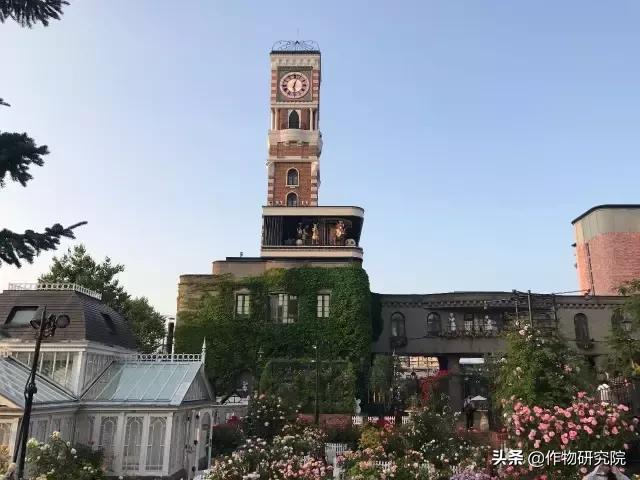 日式网红薄饼干,日本饼干伴手礼