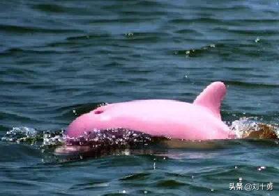 罕见动物60种大开眼界,十种罕见动物