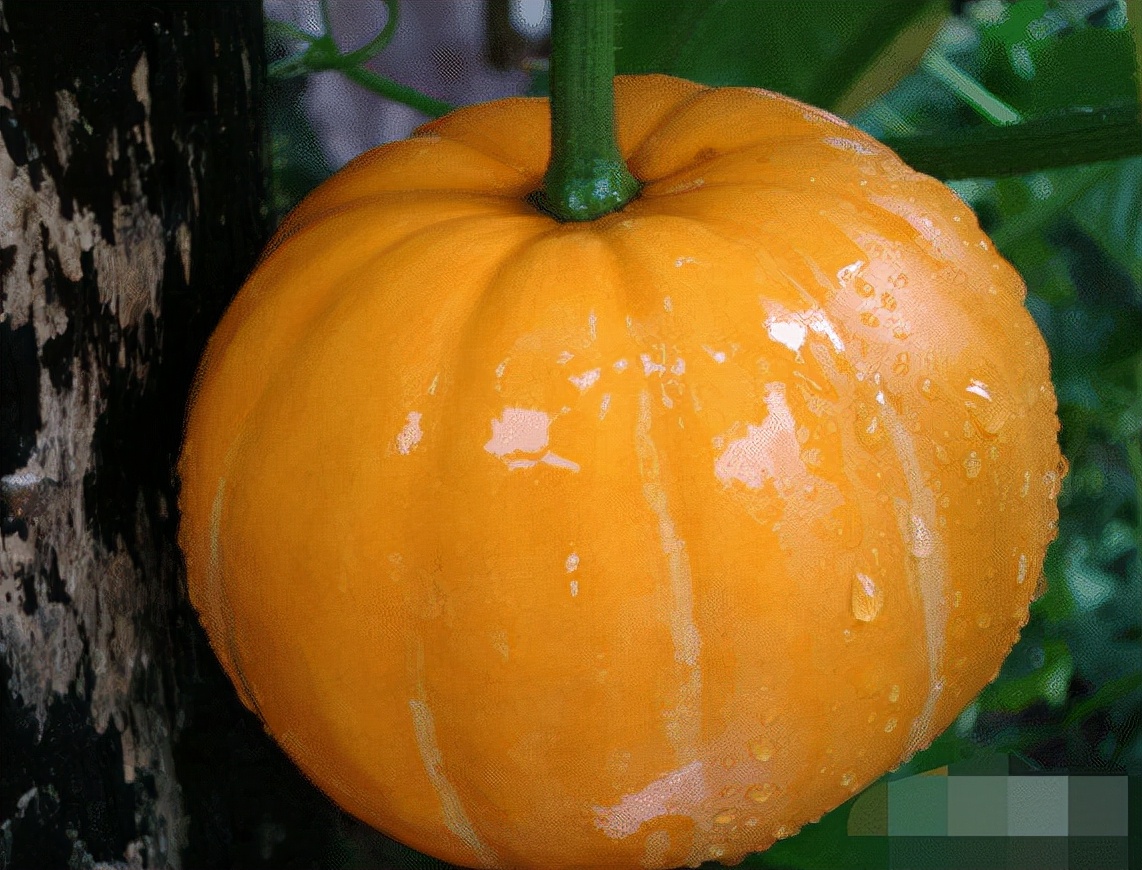 羊肉不能和哪些食物一起吃的,羊肉不能和什么食物一起吃呢