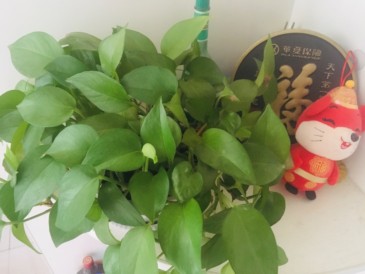 推几本小说吧,文野同人本推荐