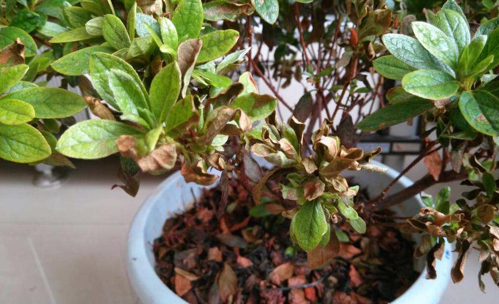 杜鹃花叶子黄了养殖方法,杜鹃花叶子长出来怎么打理