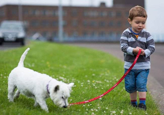 狗狗乱捡地上东西需要制止么,如何训练狗狗乱捡地上的东西吃