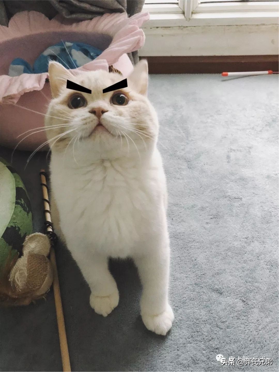 可爱小奶猫刚生出成长日记,一只小奶猫的成长过程