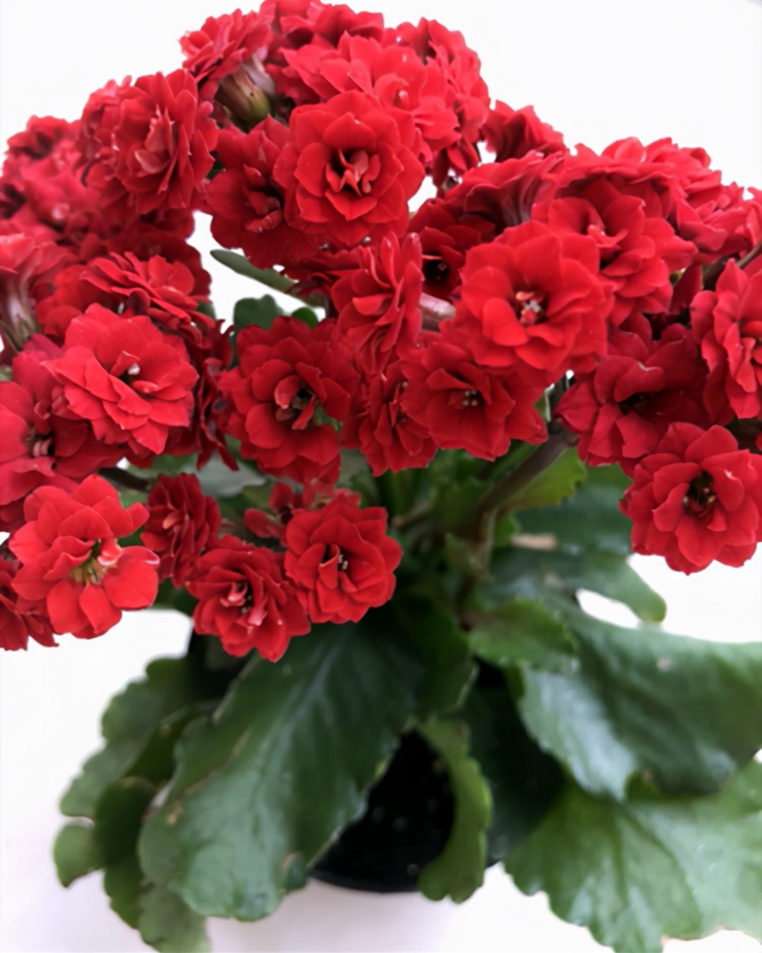 长寿花常见问题和解决方法,长寿花的常见病怎么治疗