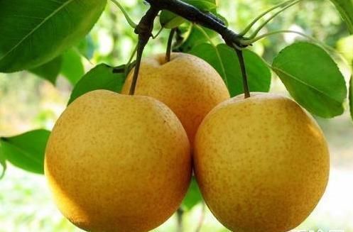 天津市津南区八里台糖炒栗子,天津西堤头镇糖炒栗子