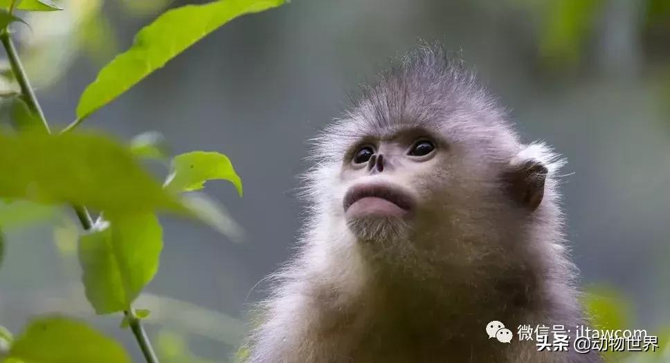 云南滇金丝猴主要栖息地为,中国濒临的动物金丝猴