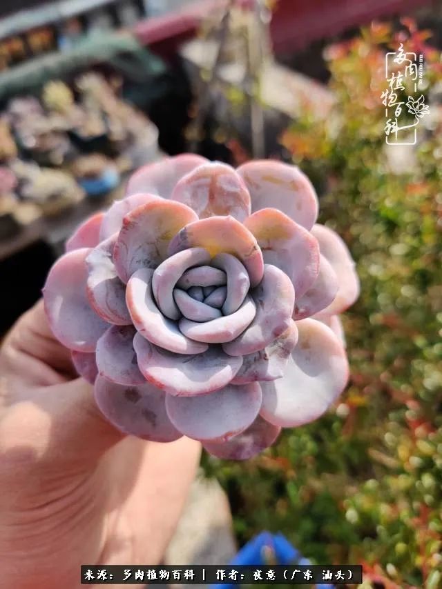 广东春天多肉图片大全,这个季节的多肉状态是最美的