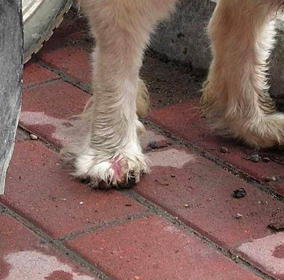 狗狗腿瘸了怎么能让它快速好起来,狗狗摔了一下没断腿瘸了多久自愈