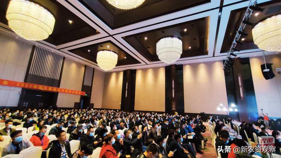 生姜栽培管理新技术,中国生姜栽培管理技术峰会