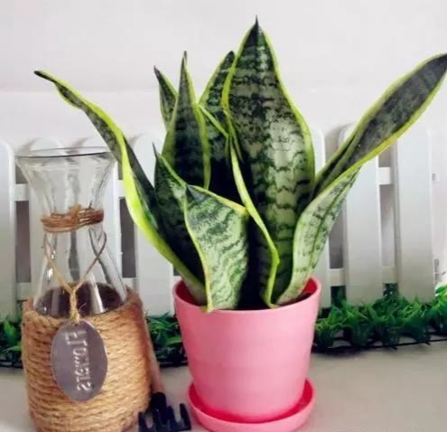 柠檬桂花茉莉花哪种可以驱蚊,室内盆栽植物带香桂花