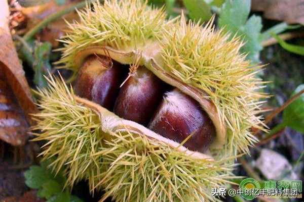 板栗园8种常见病虫害介绍及综合防治措施