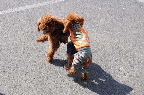 为什么泰迪会有跨骑,为什么泰迪喜欢冲撞过往车