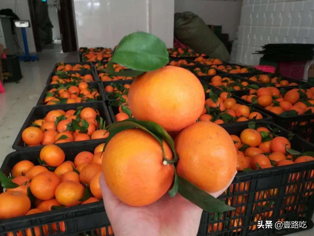 每天都有你想吃的海鲜美食,海鲜美食等你来品尝