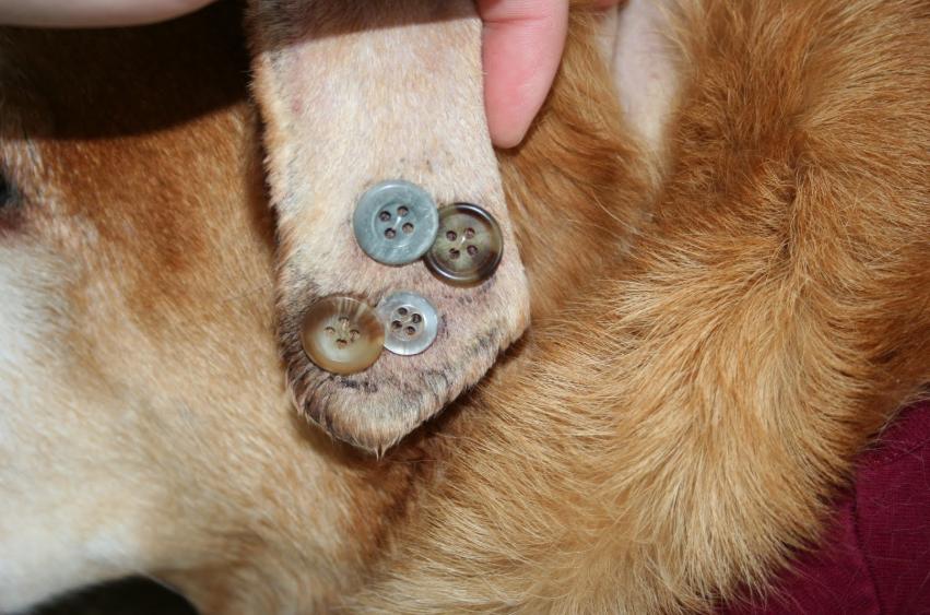 看到小狗耳朵被缝钮扣？别担心，这是“耳血肿”的特殊治疗法