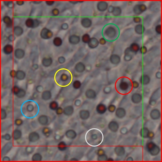 高空捉虫，水下捕鱼，还能看到紫外线，鸟类的眼睛里藏着什么秘密