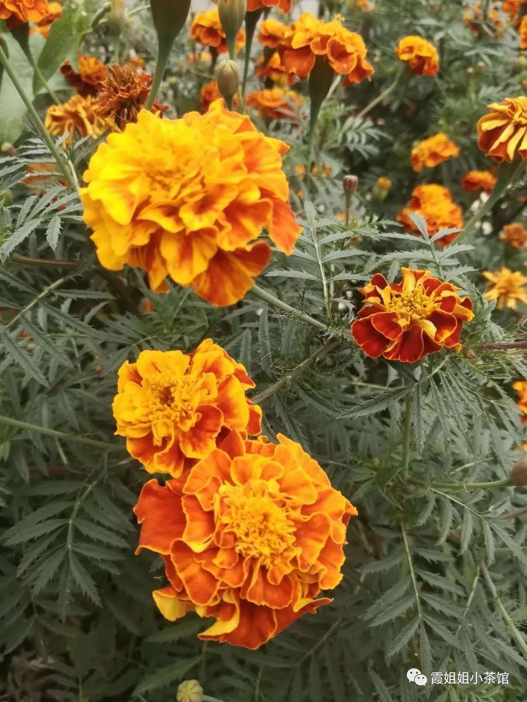 秋天的思念原唱,秋天的思念完整版