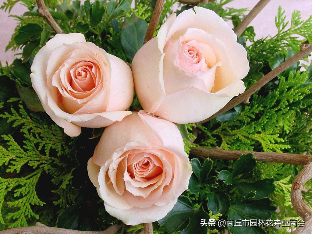 鲜花店卖的玫瑰,鲜花店卖玫瑰花