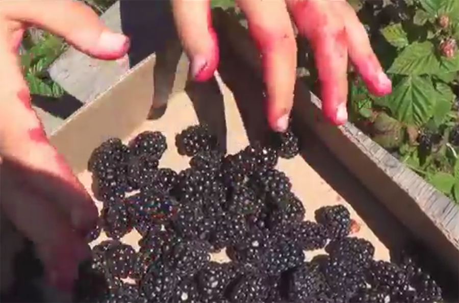 重庆渝北摘桑葚的最佳地方,4月什么地方的桑葚最好