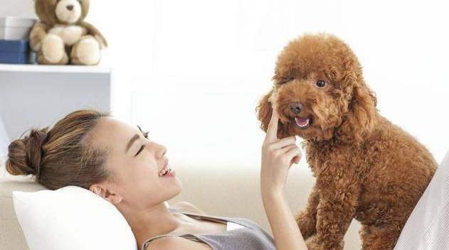 泰迪犬优点和缺点,巨型泰迪犬的缺点和优点