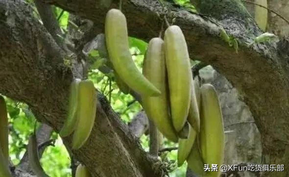 猕猴桃会使舌头出血吗,猕猴桃会刺到流血吗