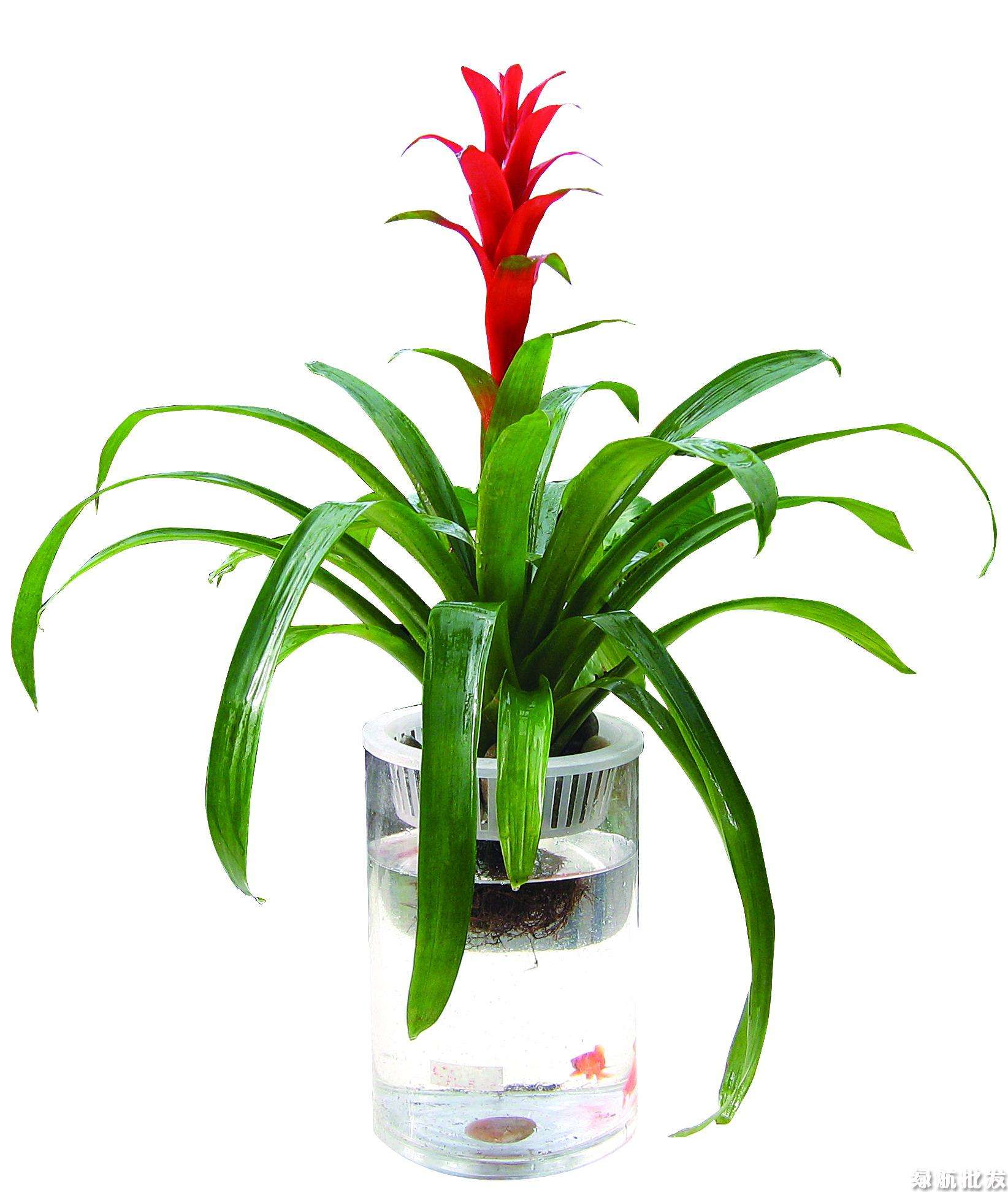 最适合懒人水培的植物,有哪些植物是水培的好看且易养