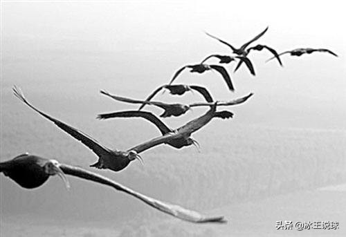 让羽毛球飞一会儿,能飞回来的发光羽毛球