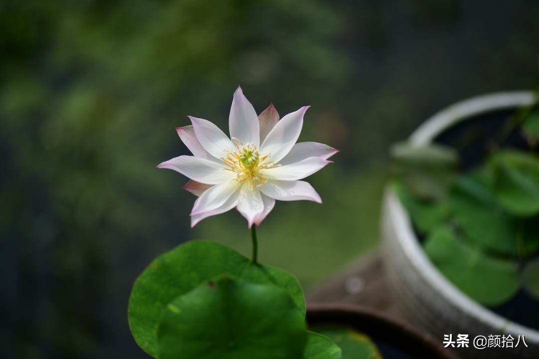 碗莲种藕生长到开花全过程,碗莲种藕到开花的过程