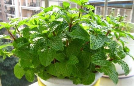 薄荷水培烂根怎么办,薄荷泡水里烂根怎么办