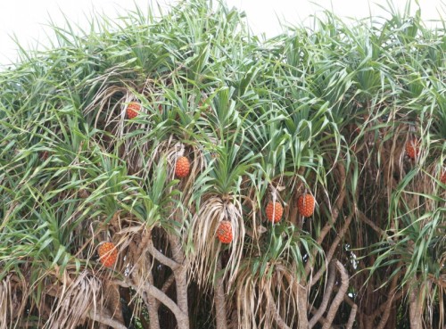 和菠萝类似的盆景,果实可以食用的盆景