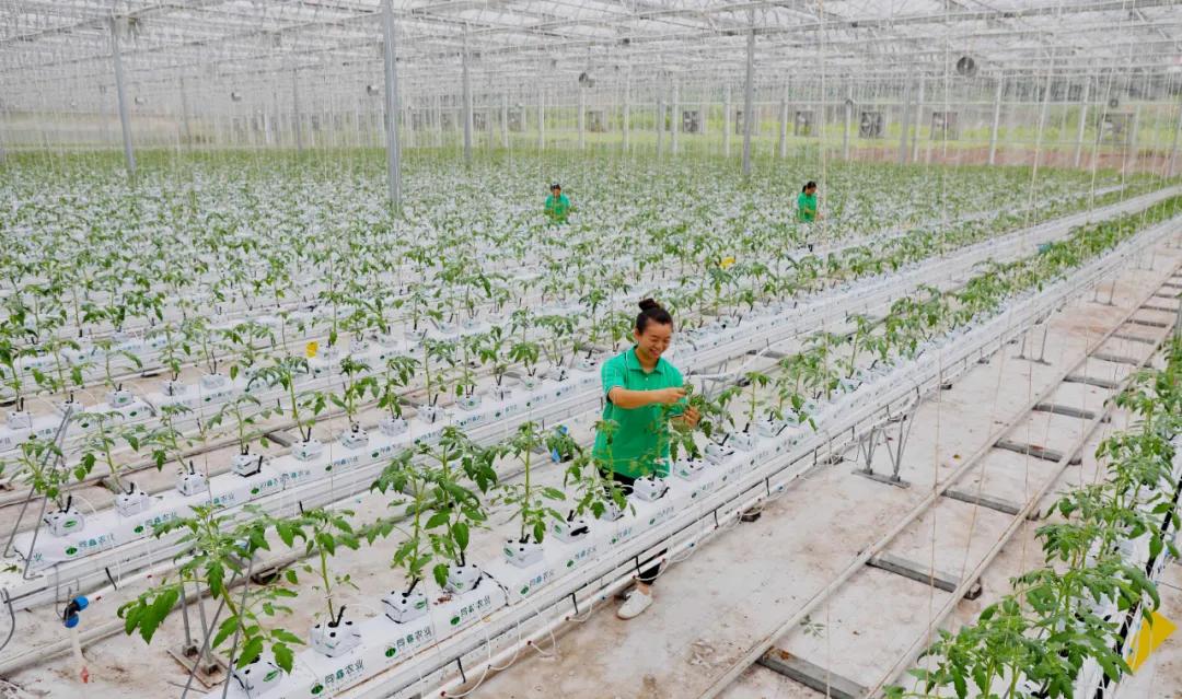 重庆市推进农业农村现代化解读,农业农村现代化示范区重庆