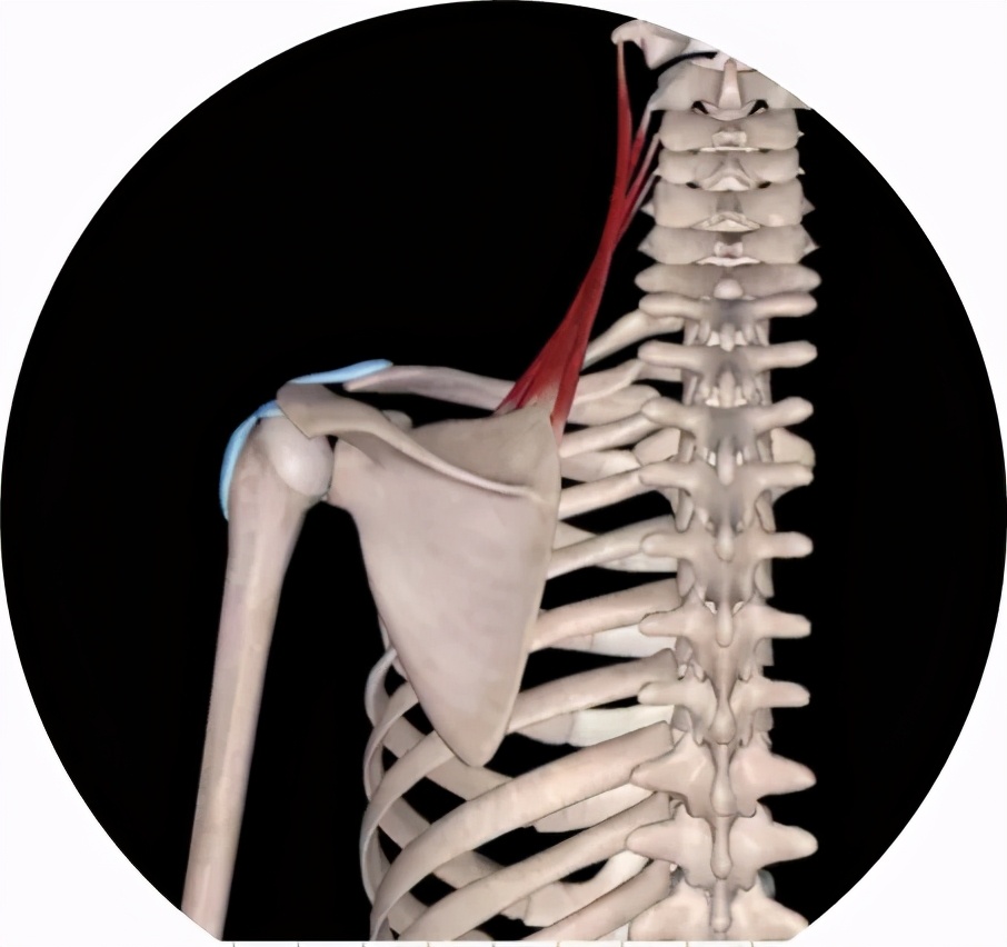 怎样消除乌头毒性,什么方法能够减弱乌头毒性