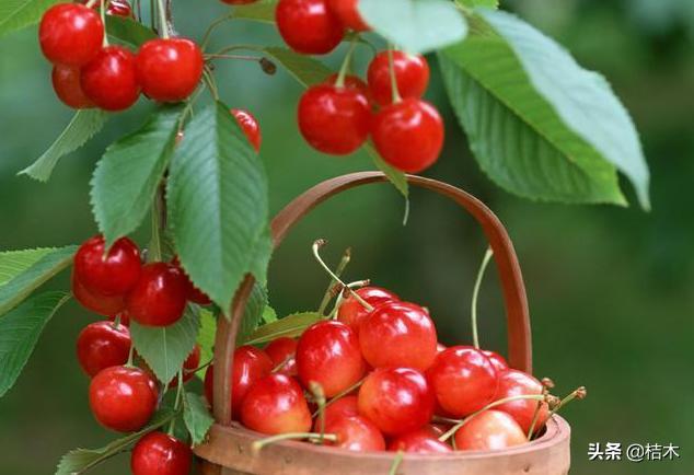 高钙果一斤20元,又大又好吃的高钙果