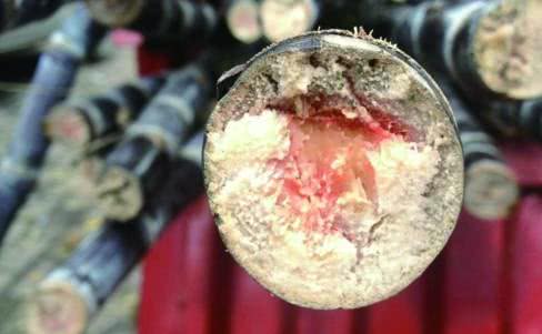 吃甘蔗中毒几天能过去,吃甘蔗中毒事件