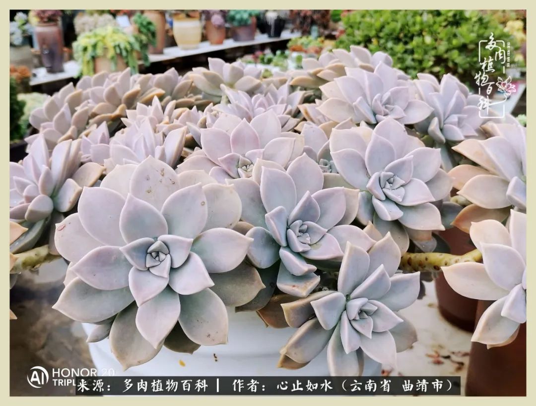 感谢陪伴感恩所有的遇见,让每个人都能感受到多肉的美好