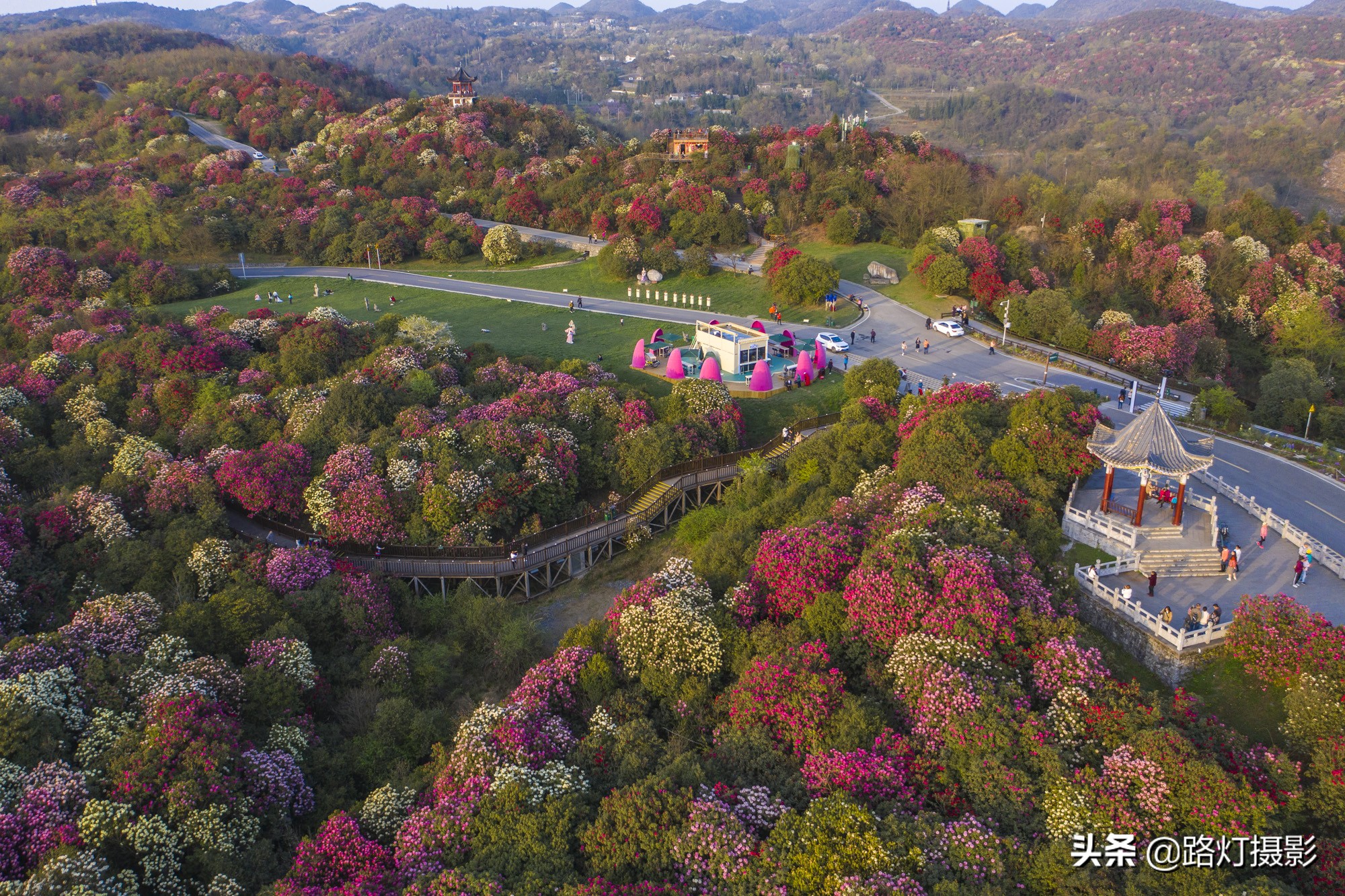 世界之最贵州毕节百里杜鹃花,毕节百里杜鹃花游记