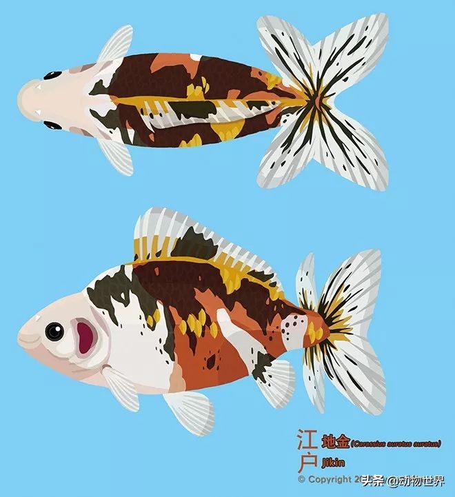 大金鱼品种及图片大全,体型较小的金鱼品种及图片