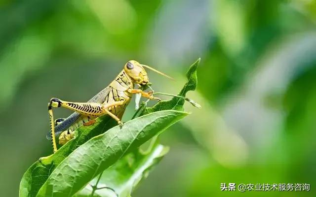柑橘虫害高清图谱及防治方法,柑橘虫害物理消灭